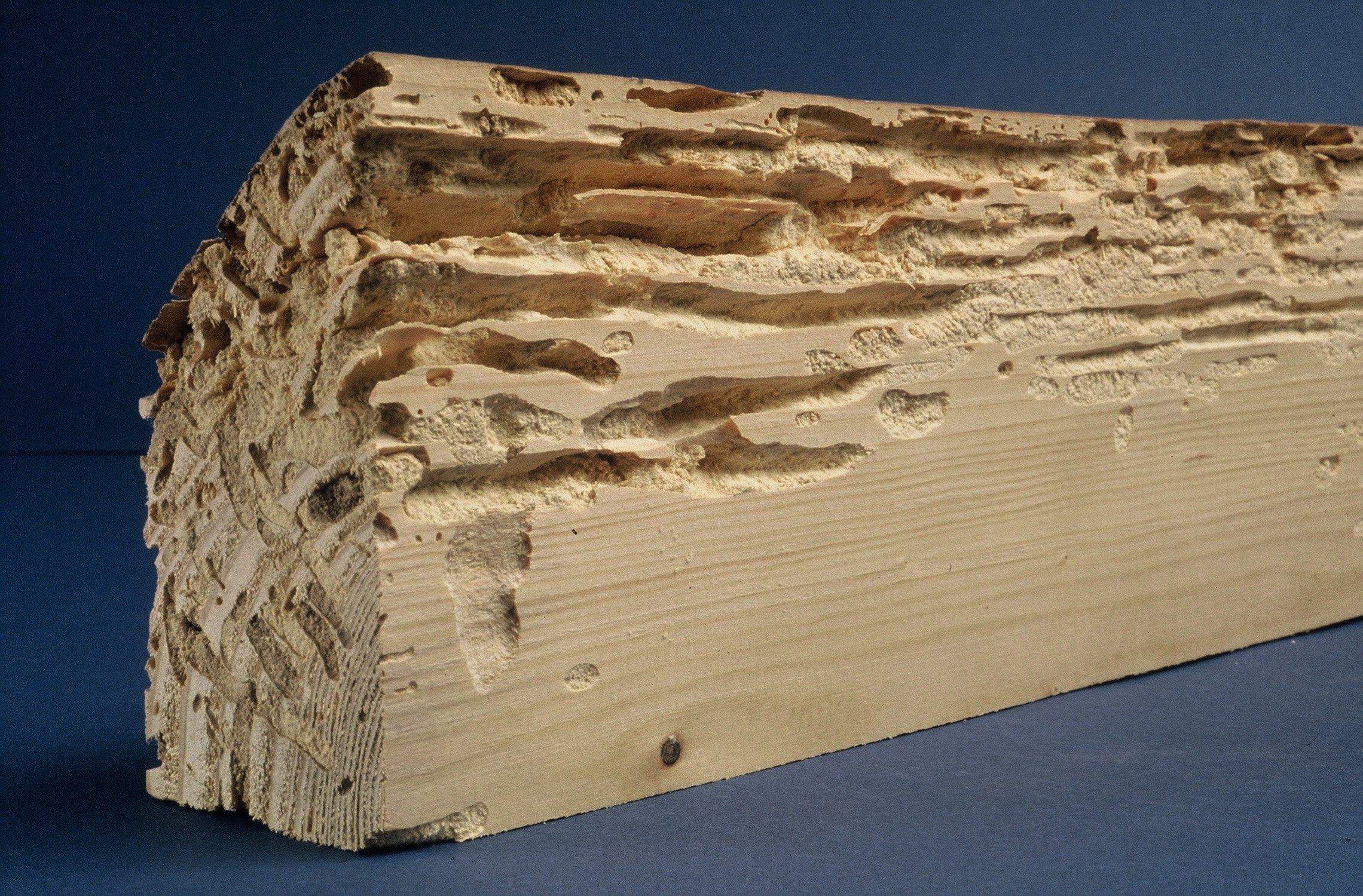 Traitement de charpente, bois à Vannes